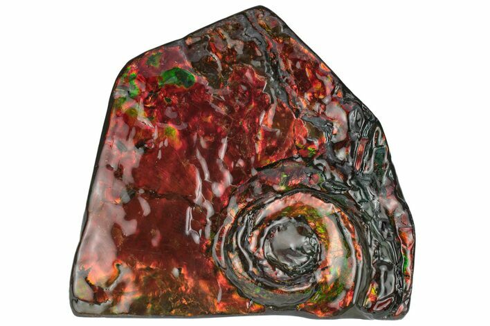 Fiery Red Ammolite (Fossil Ammonite Shell) - Alberta #236408